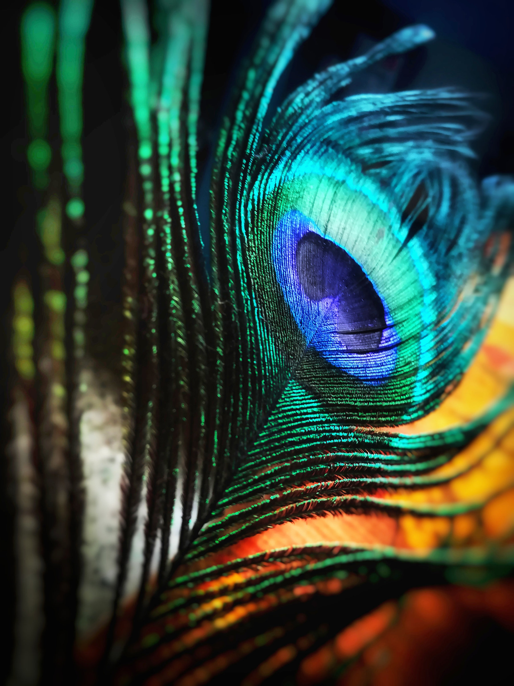 Peacock Feather pexels-anjana-c-674010 MANIP 1 LIGHTENED.jpg