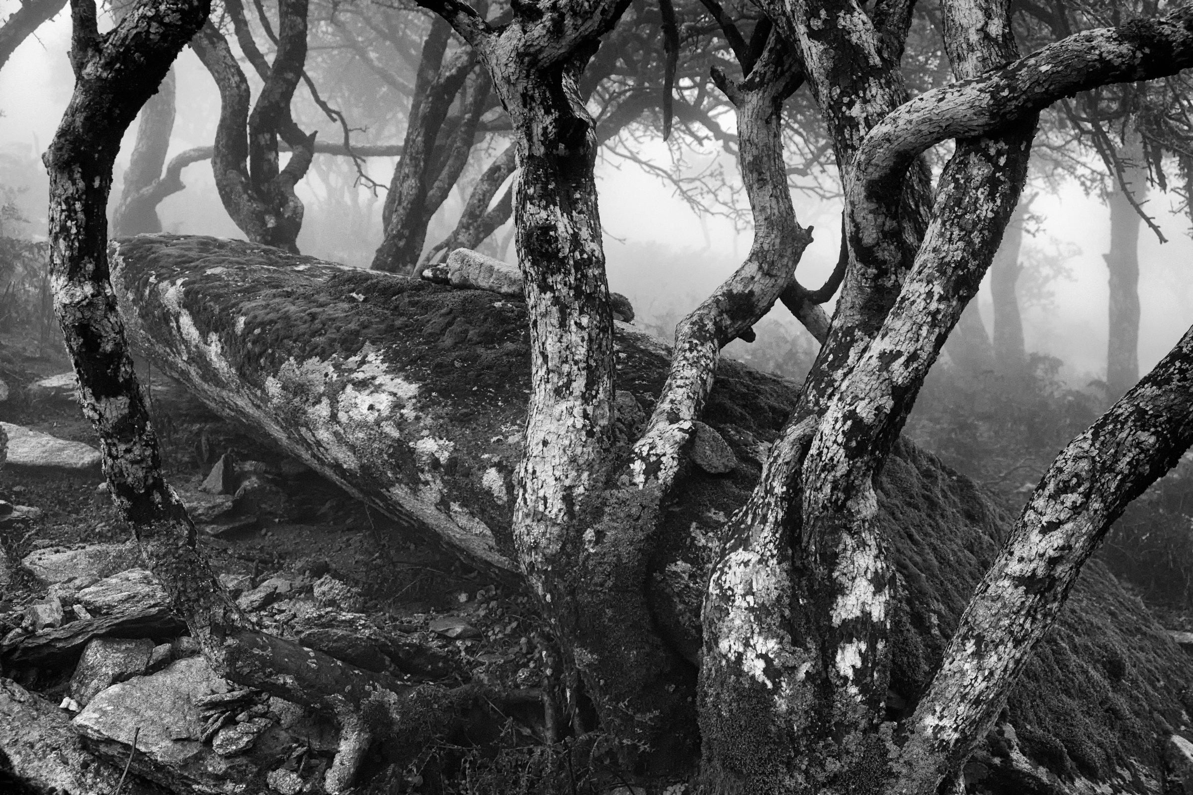 Photograph 11
