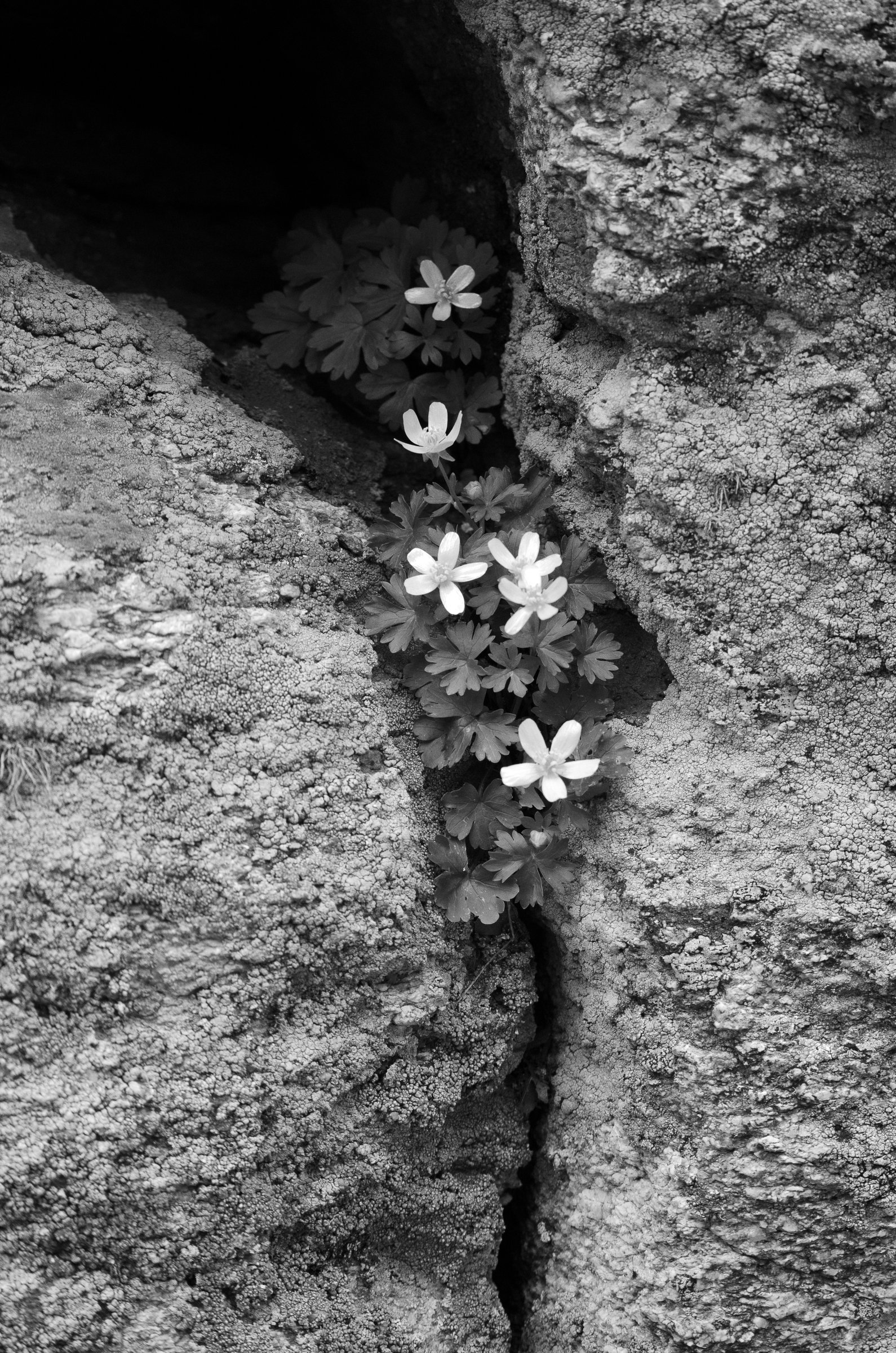 Photograph 15